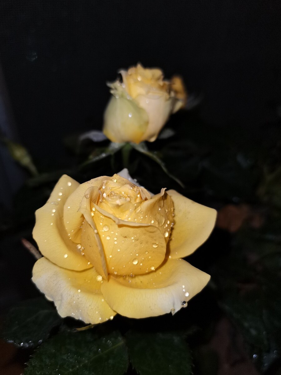 cf之我变成了夜玫瑰h文-化身夜玫瑰：探寻黑夜中的自我与光明，体验孤独与渴望