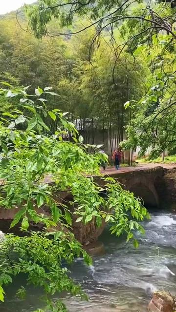 播放沈石溪_沈石溪动物作品大全_关于沈石溪的动画