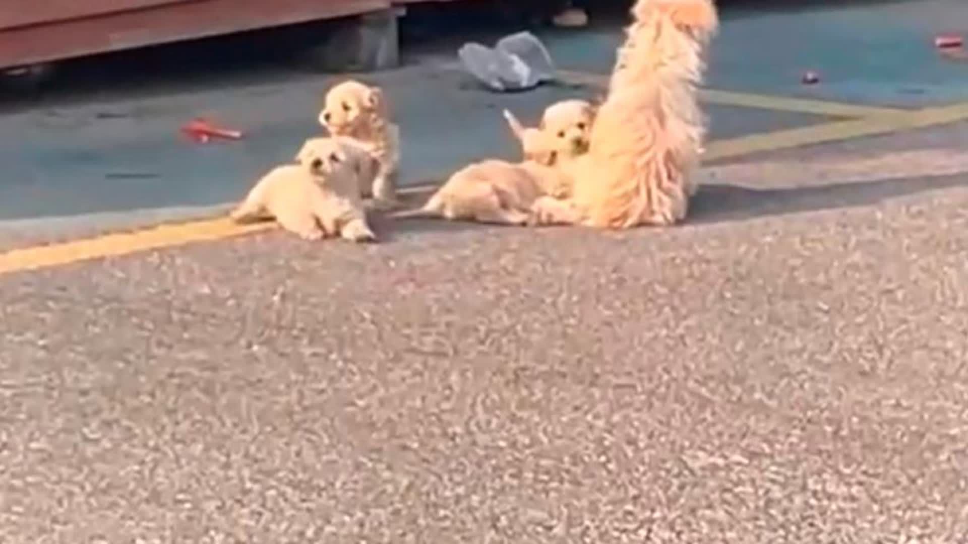收养流浪狗的人是蠢人_好心人收养流浪狗_收养流浪狗的好人