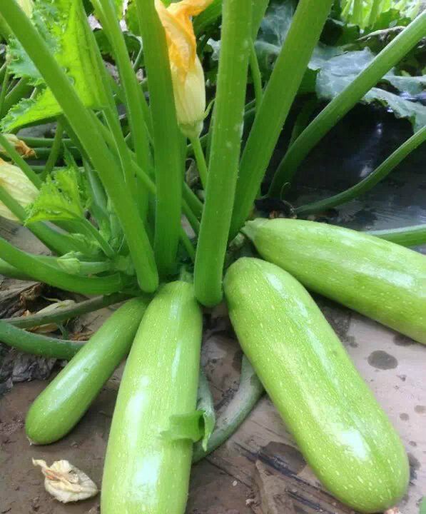 葫芦种子育苗_天诚棉花播种机葫芦_用葫芦种子怎么种葫芦
