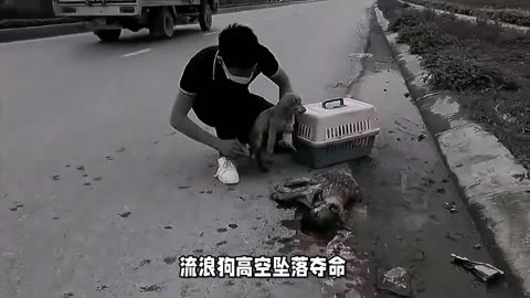 流浪狗目睹孩子被摔死_目睹狗摔死流浪孩子了_摔死流浪小奶狗